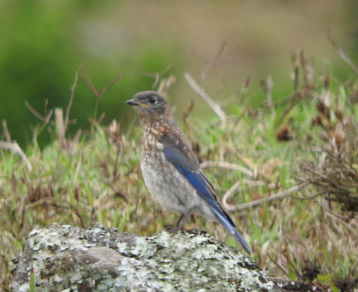 Eastern Bluebird - ML637321843