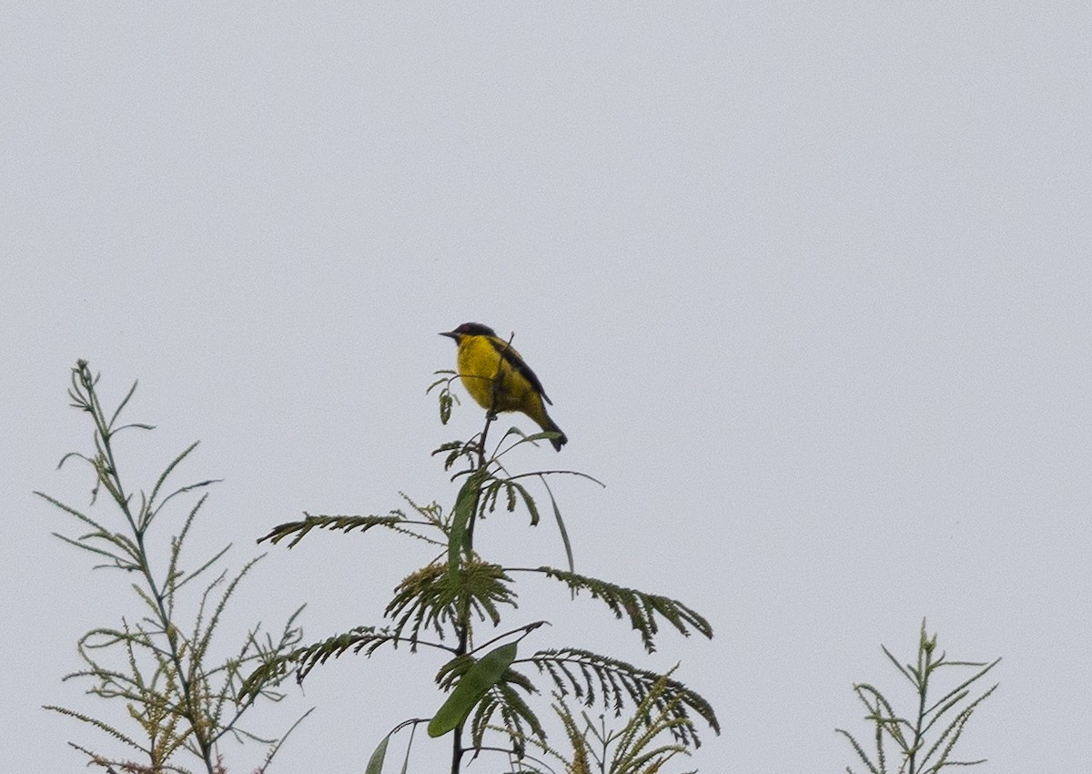 Yellow-bellied Dacnis - ML637321880