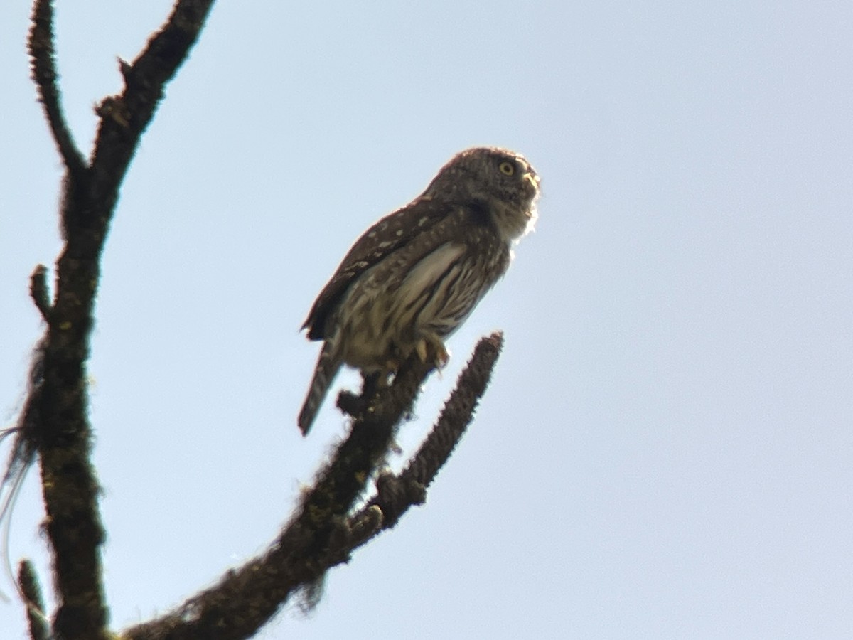 Northern Pygmy-Owl - ML637321881