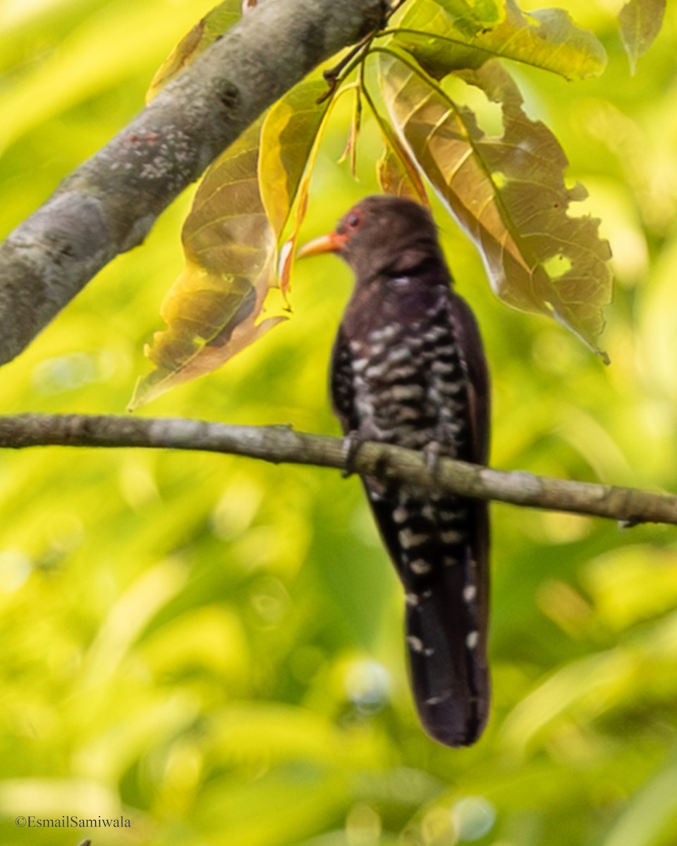 Violet Cuckoo - ML637321885