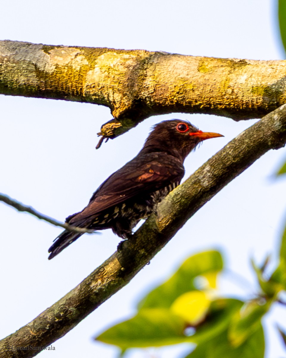 Violet Cuckoo - ML637321886