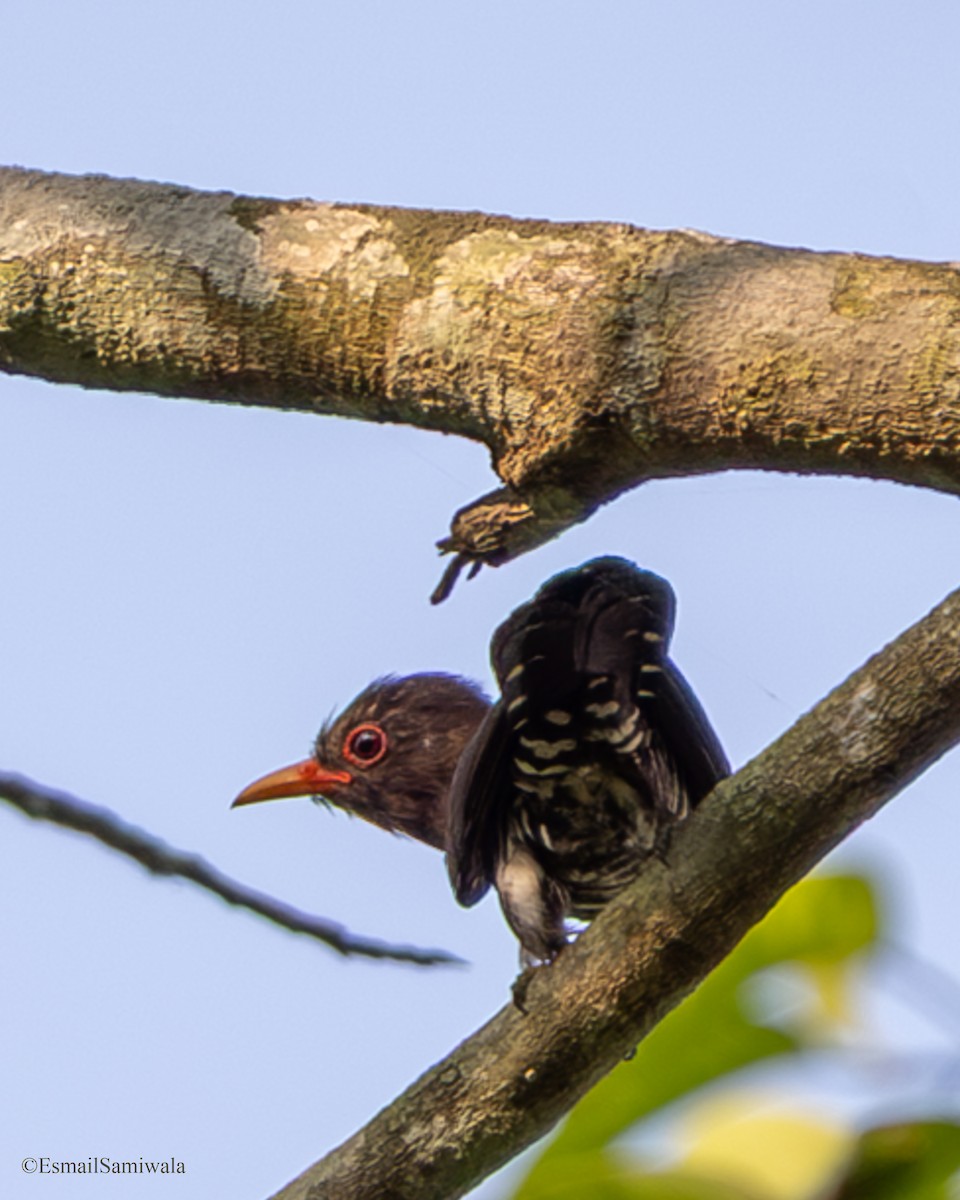 Violet Cuckoo - ML637321887
