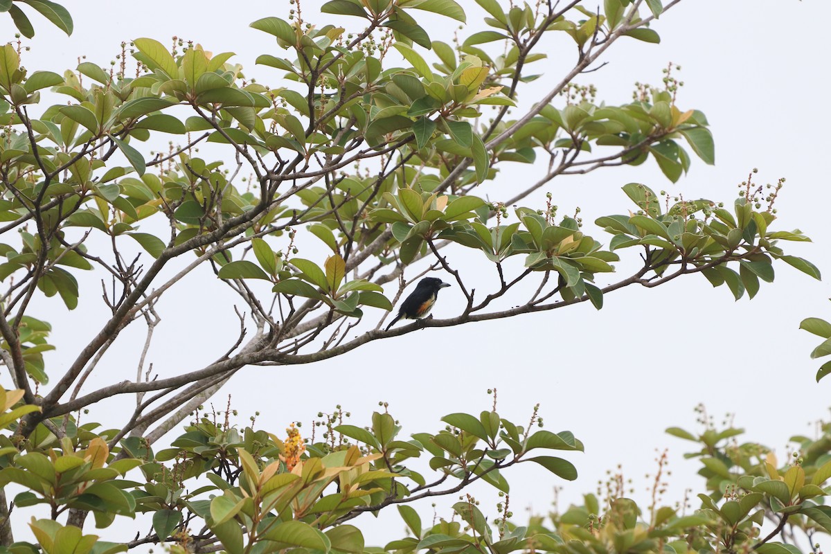 Spot-crowned Barbet - ML637321916