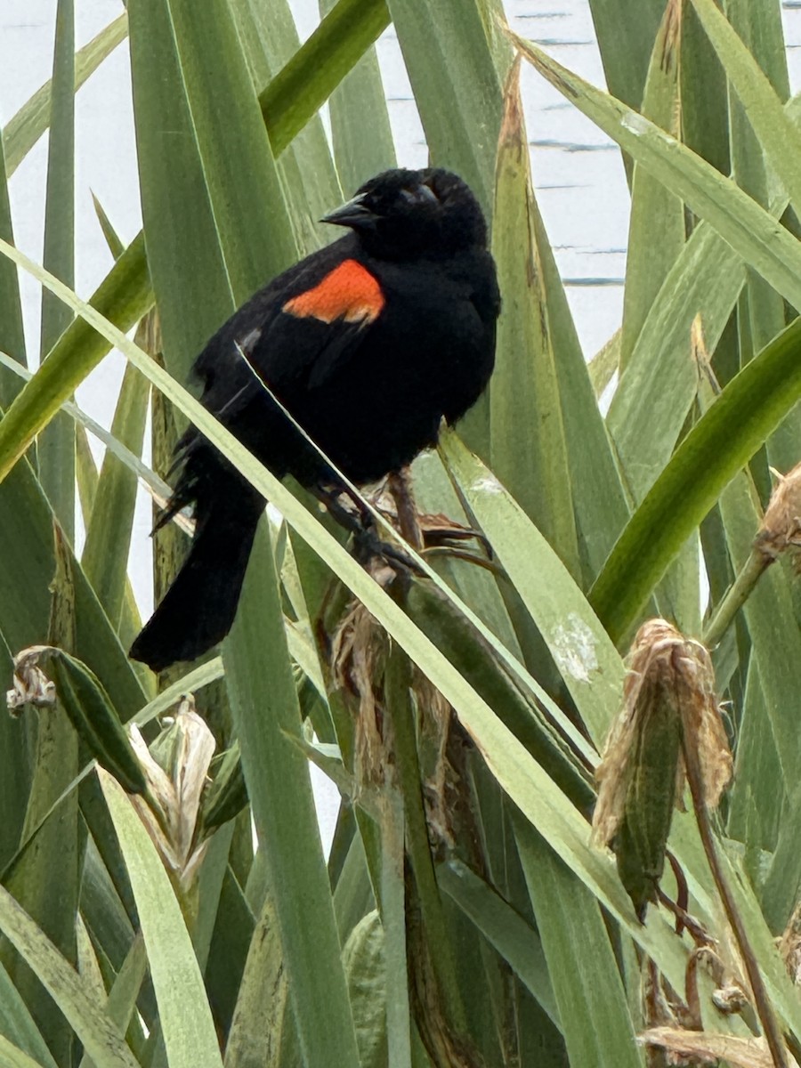 Red-winged Blackbird - ML637321917