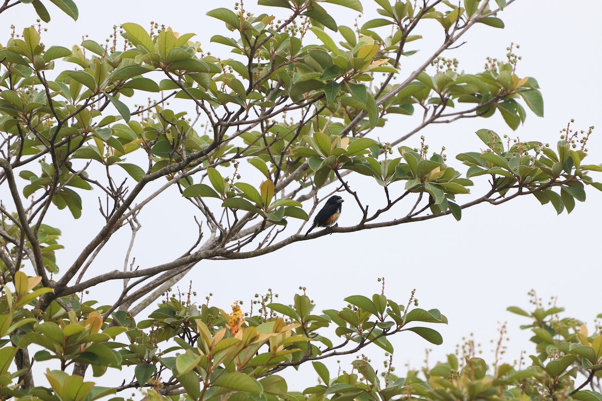 Spot-crowned Barbet - ML637321926