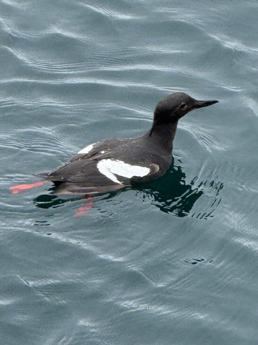 Pigeon Guillemot - ML637321947