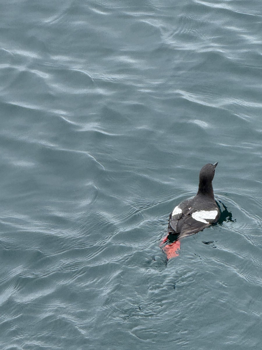 Pigeon Guillemot - ML637321948