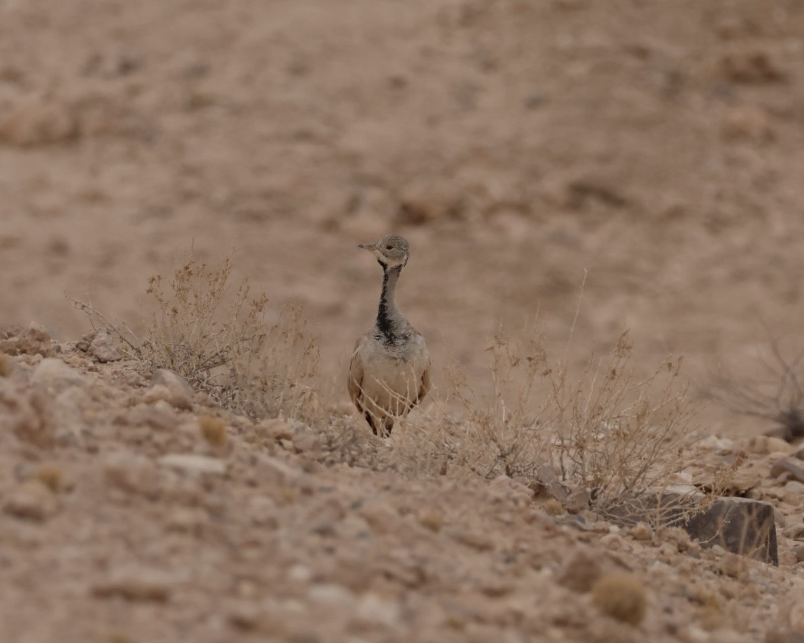 Rüppell's Bustard - ML637321957