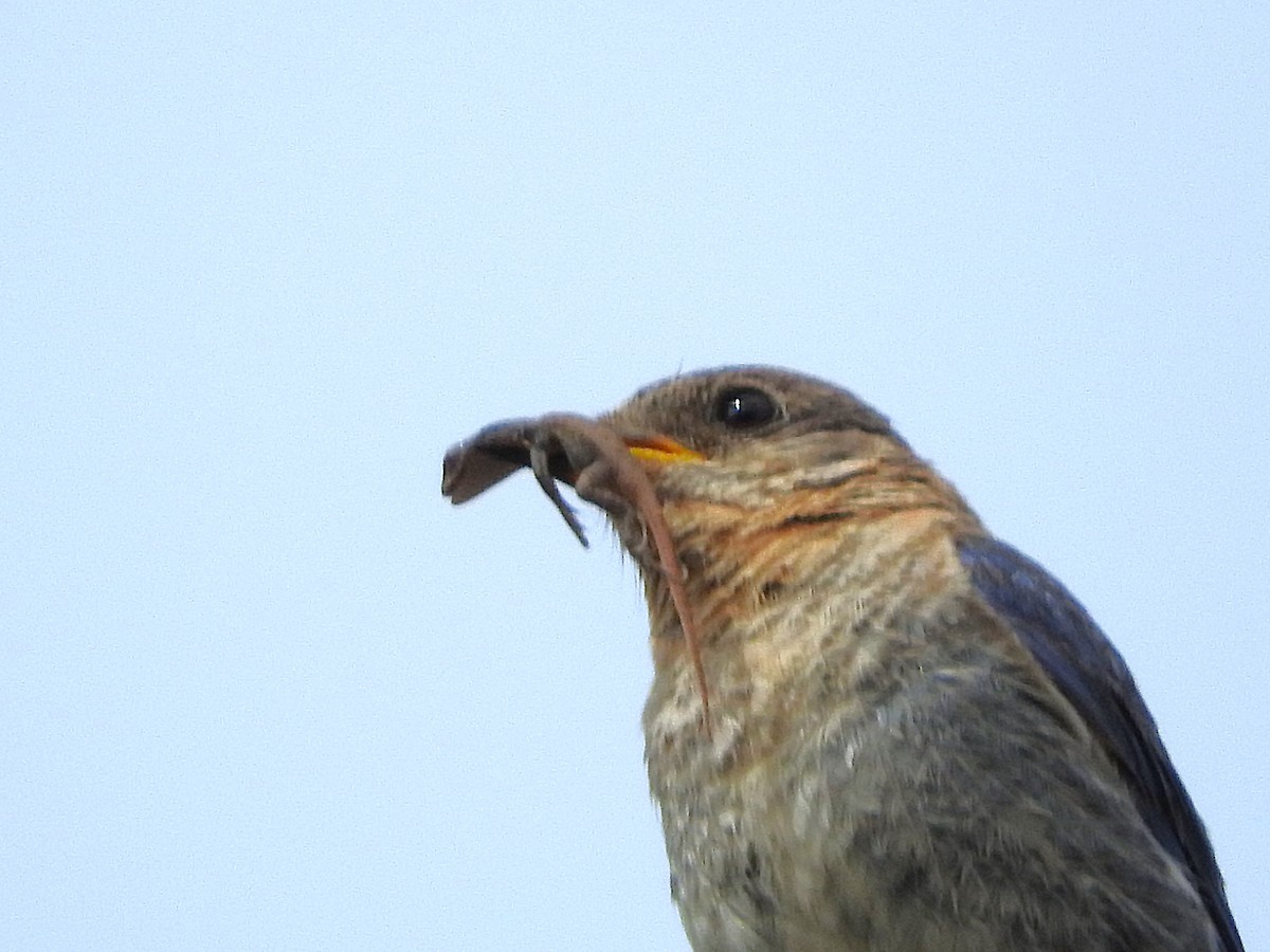 Eastern Bluebird - ML637321966