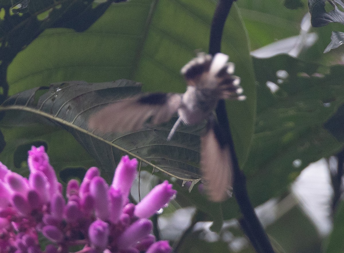 Great-billed Hermit - ML637321986