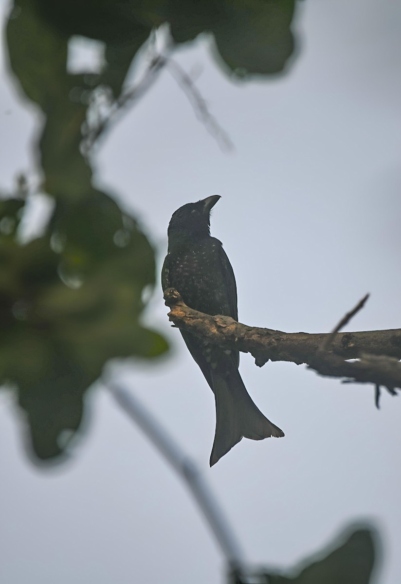 Crow-billed Drongo - ML637321987