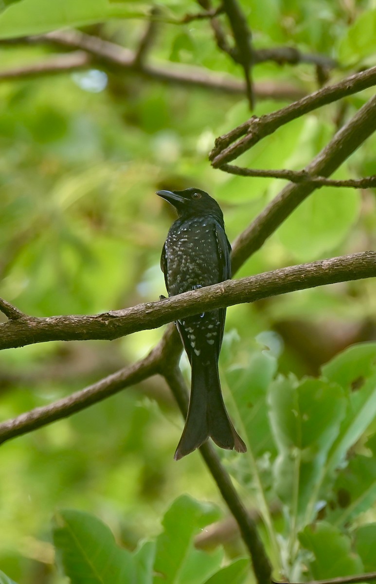 Crow-billed Drongo - ML637321988