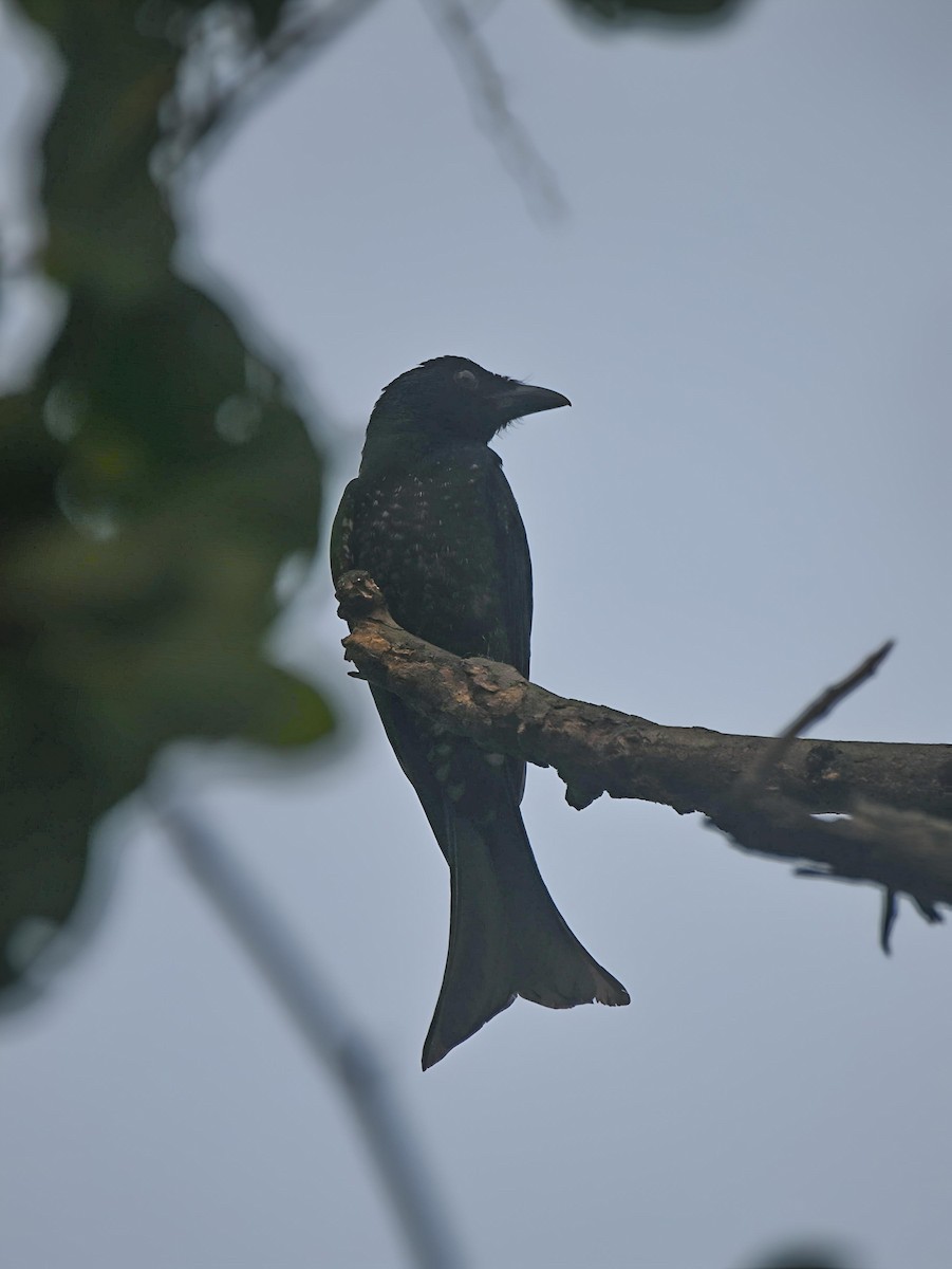 Crow-billed Drongo - ML637321989