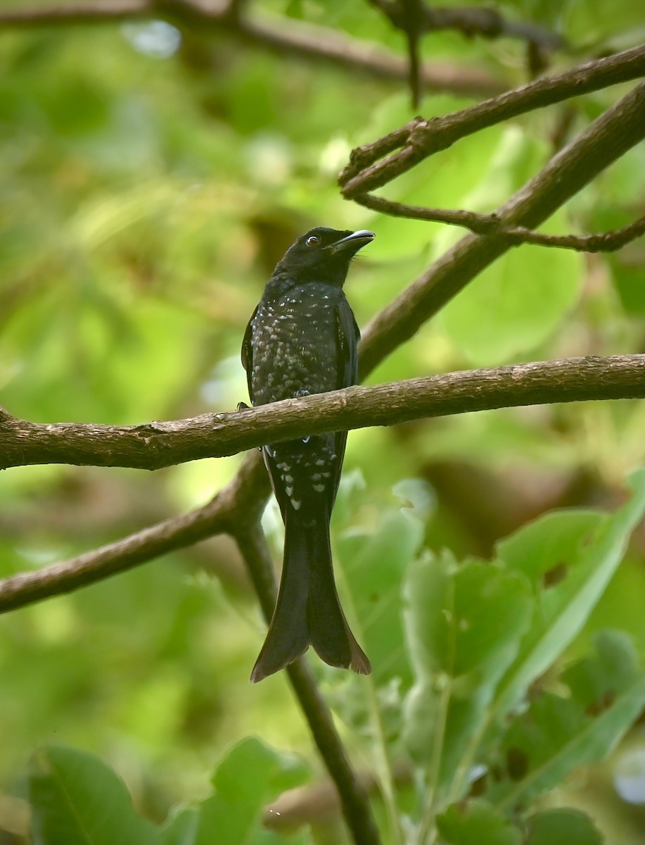 Crow-billed Drongo - ML637321990