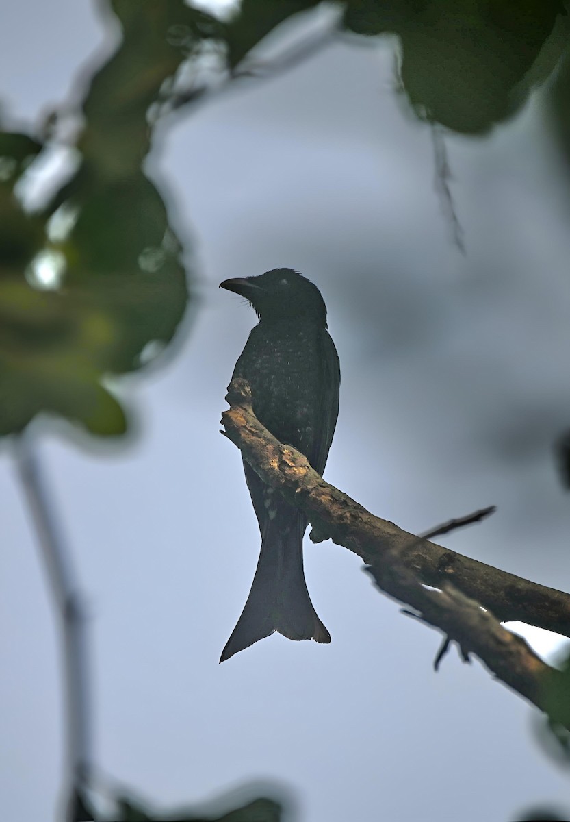 Crow-billed Drongo - ML637321991