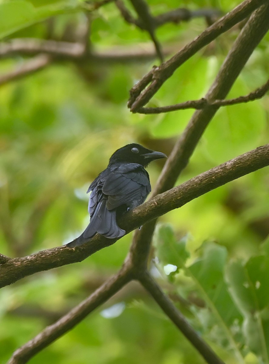 Crow-billed Drongo - ML637321992