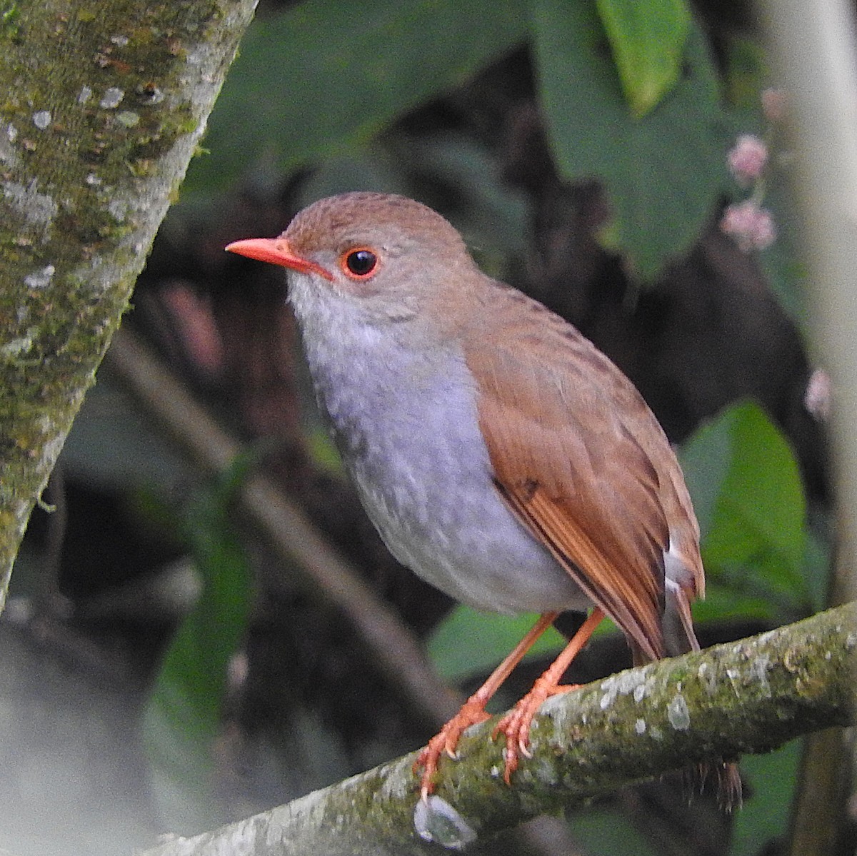 Orange-billed Nightingale-Thrush - ML637321993