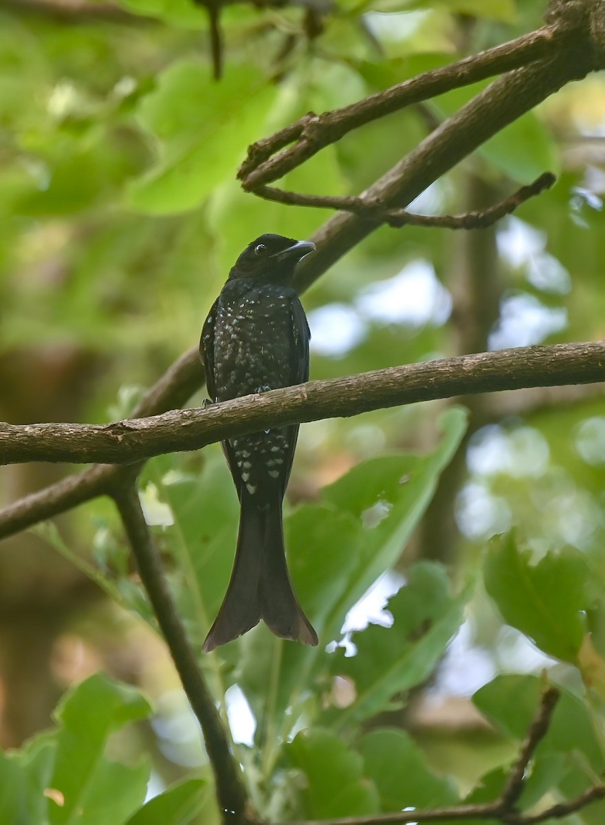 Crow-billed Drongo - ML637321994