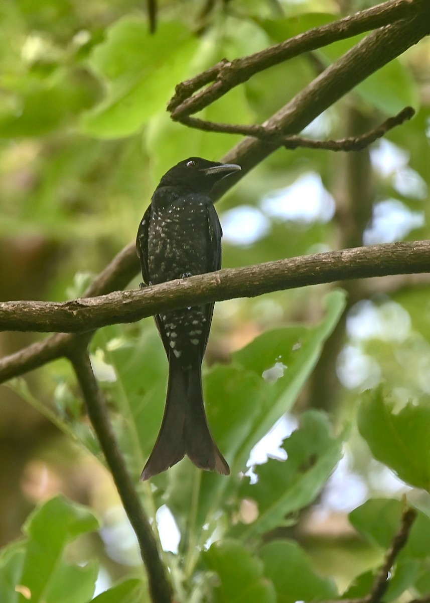 Crow-billed Drongo - ML637321995