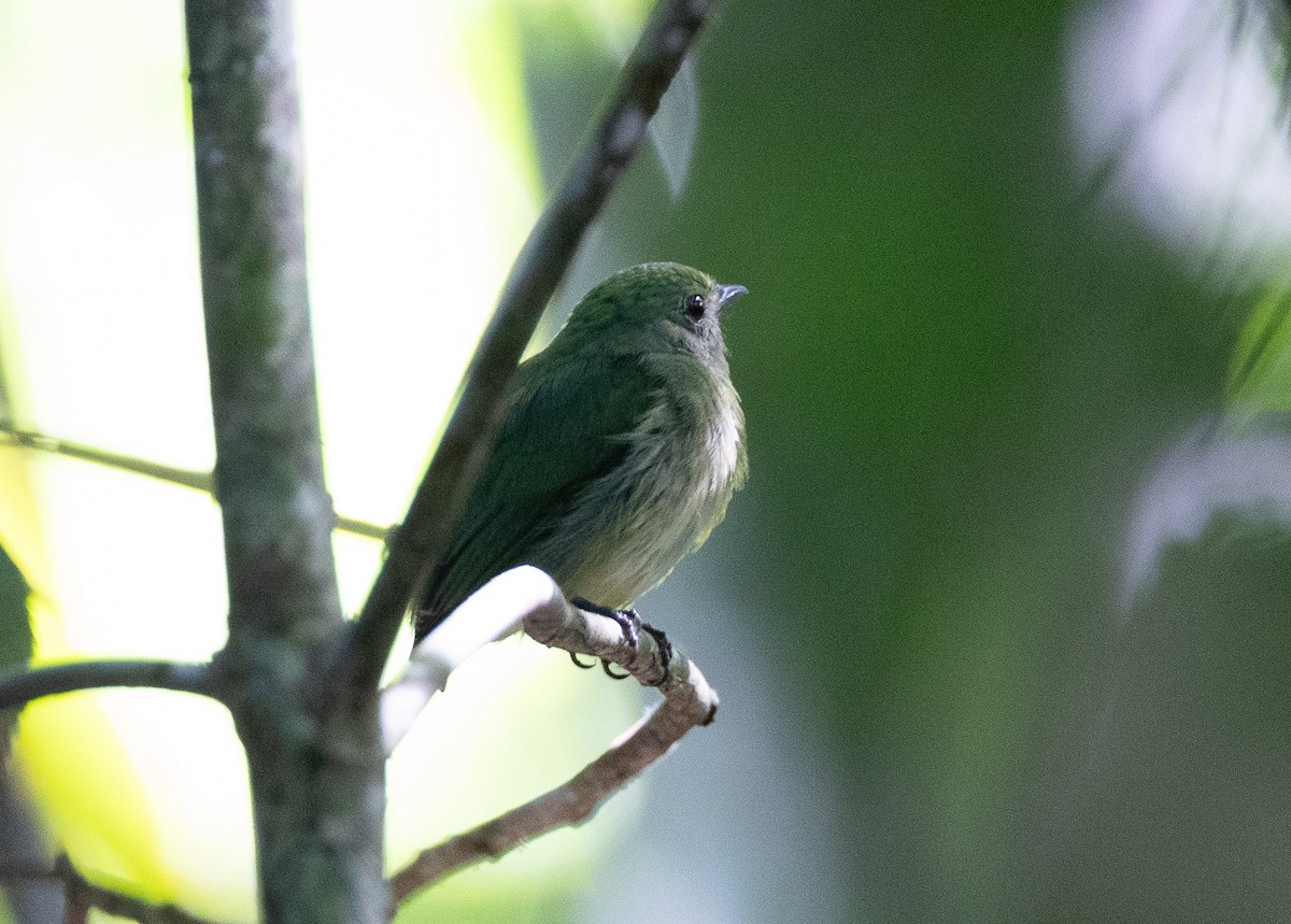 Mavi Tepeli Manakin - ML637322001