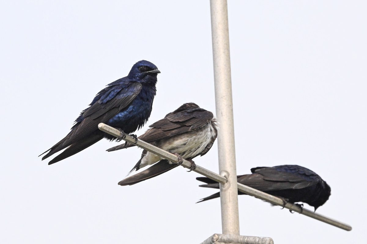 Purple Martin (subis/arboricola) - ML637322004