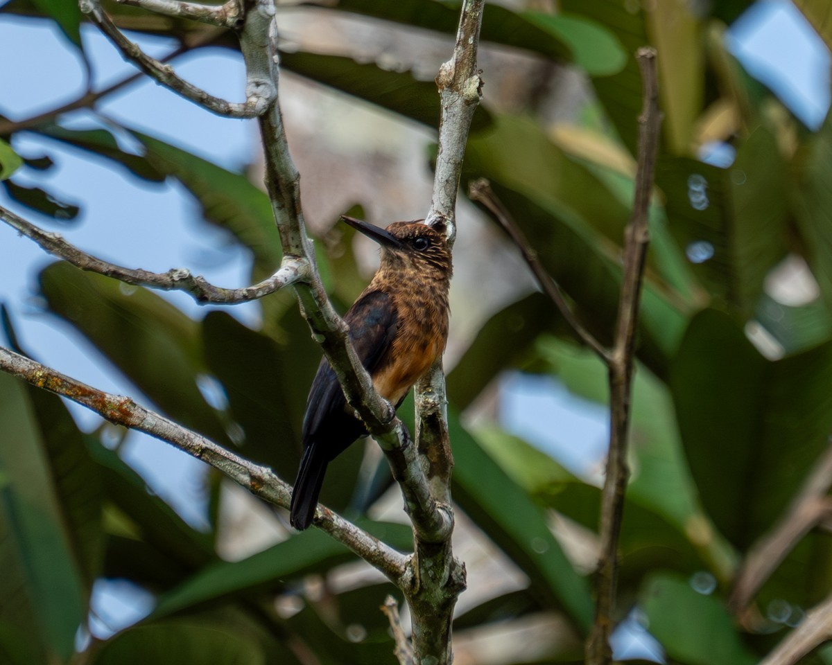 Brown Jacamar - ML637322012
