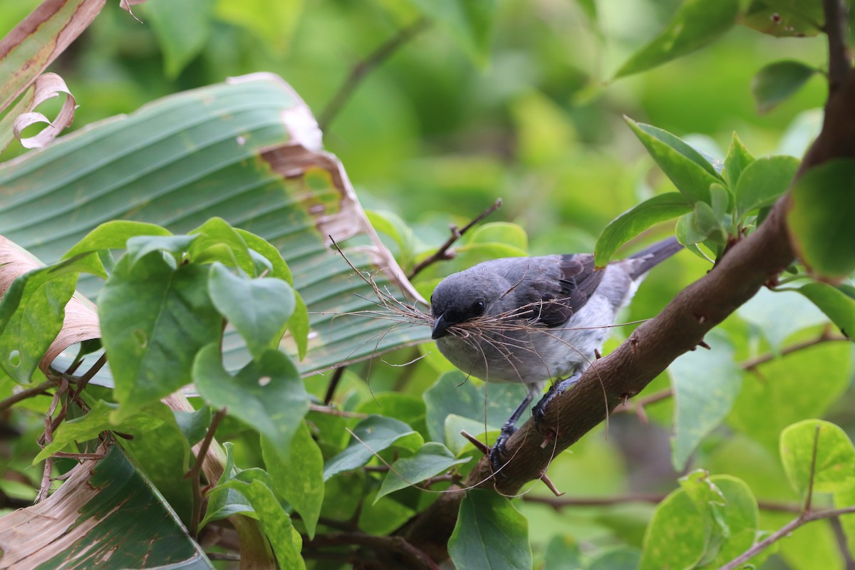Plain-colored Tanager - ML637322037