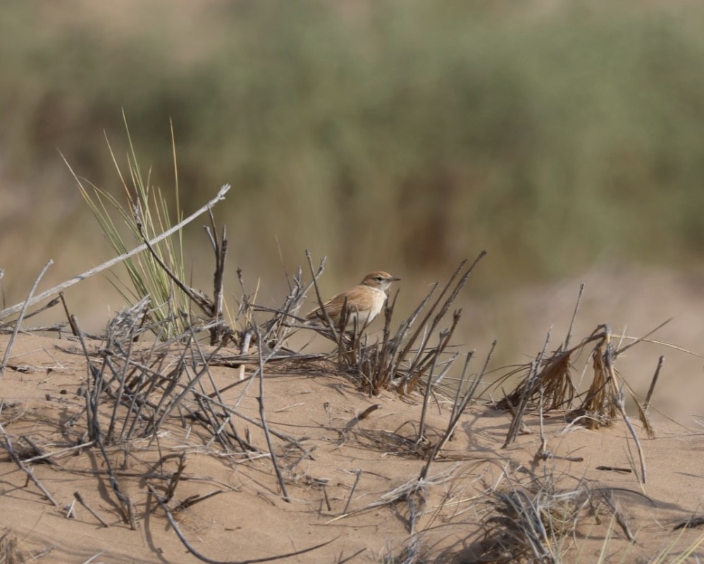 Dune Lark - ML637322041