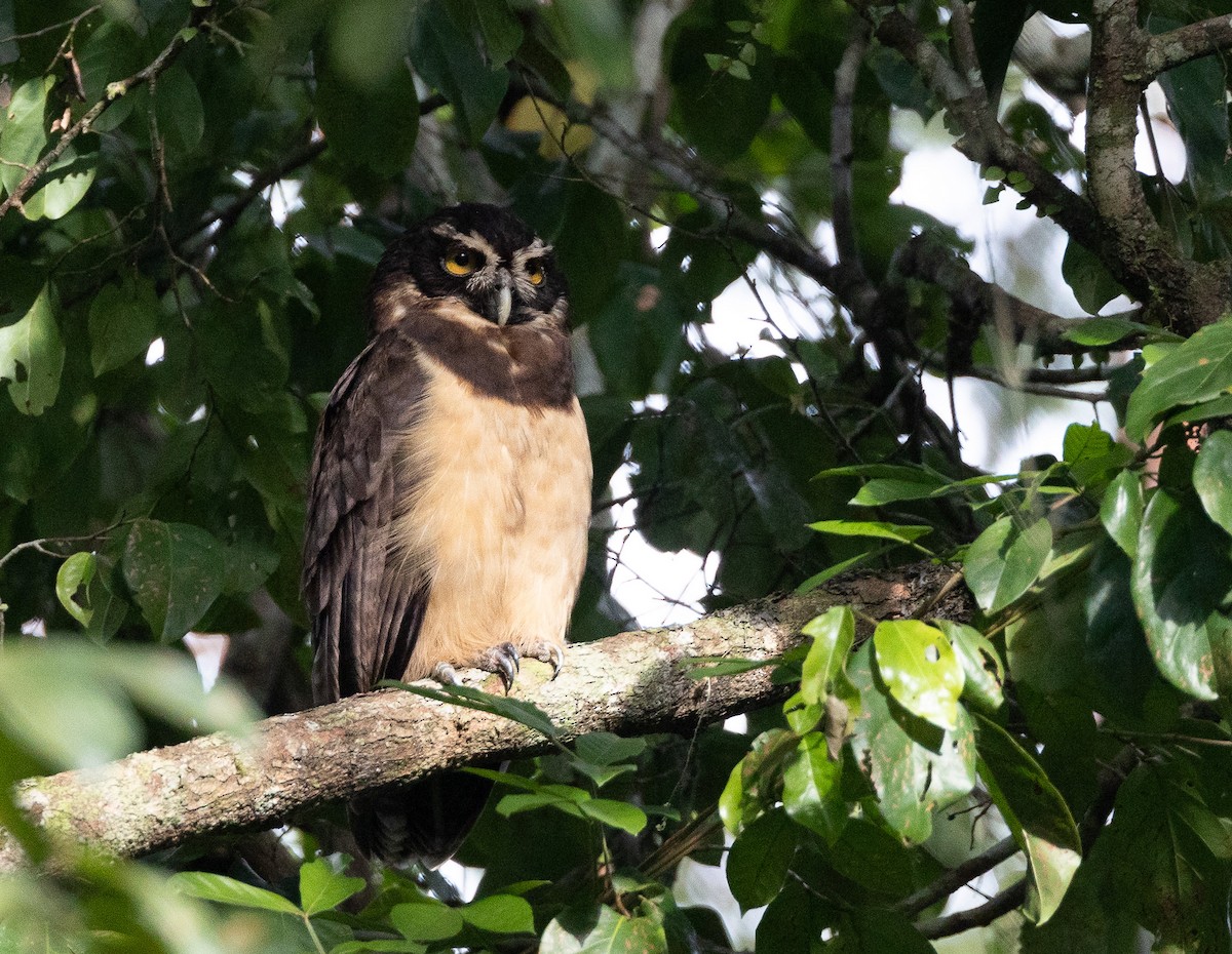Spectacled Owl - ML637322067