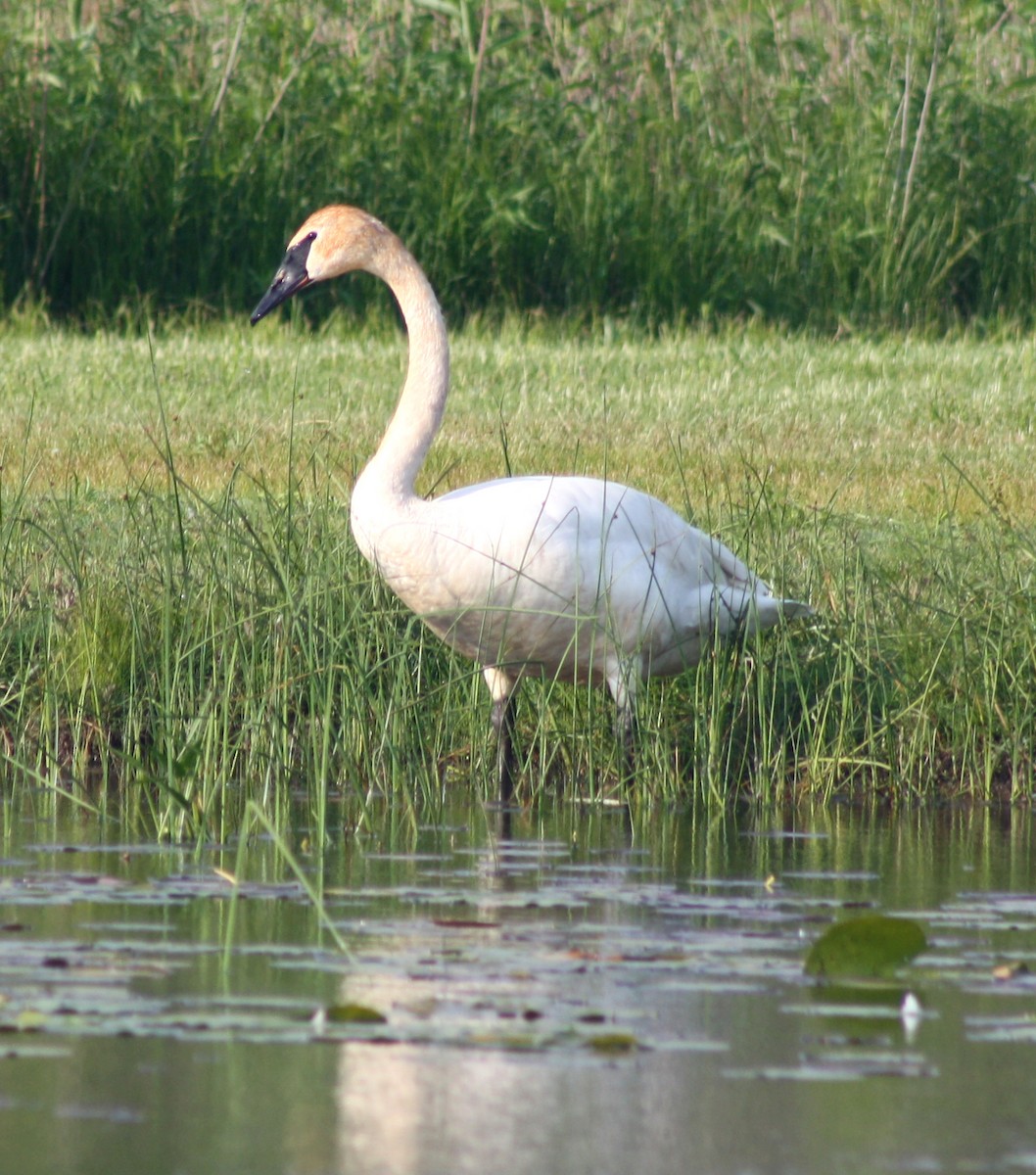 Trumpeter Swan - ML637322081
