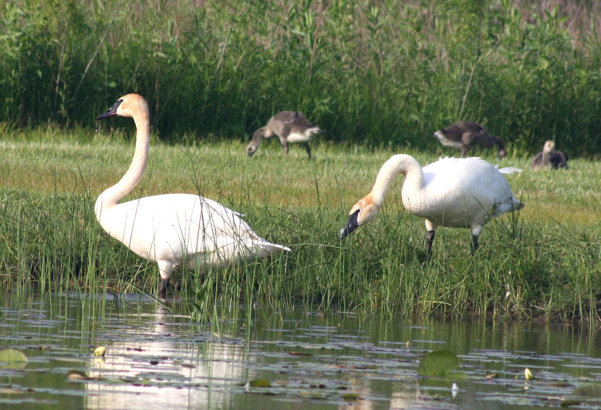 Trumpeter Swan - ML637322082