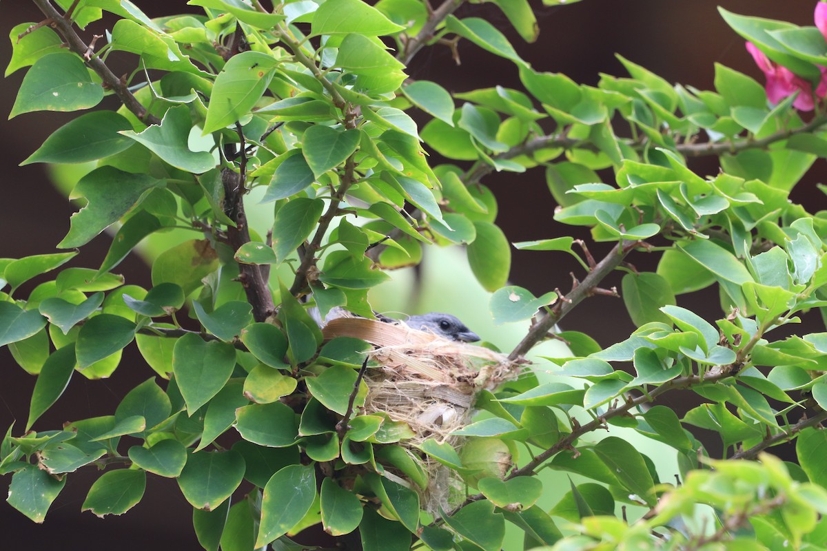 Plain-colored Tanager - ML637322092