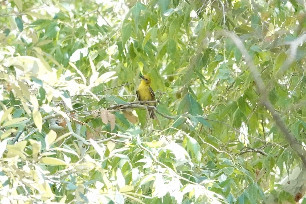 Flame-colored Tanager - ML637322119