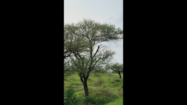 spurvegjøk - ML637322129