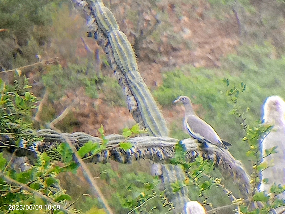 Bare-eyed Pigeon - ML637322150