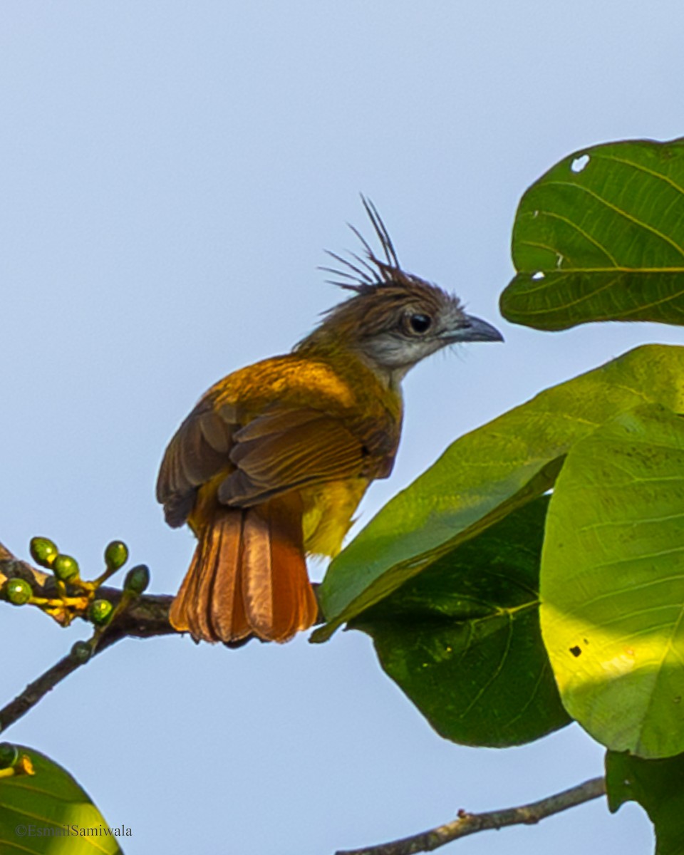 White-throated Bulbul - ML637322170