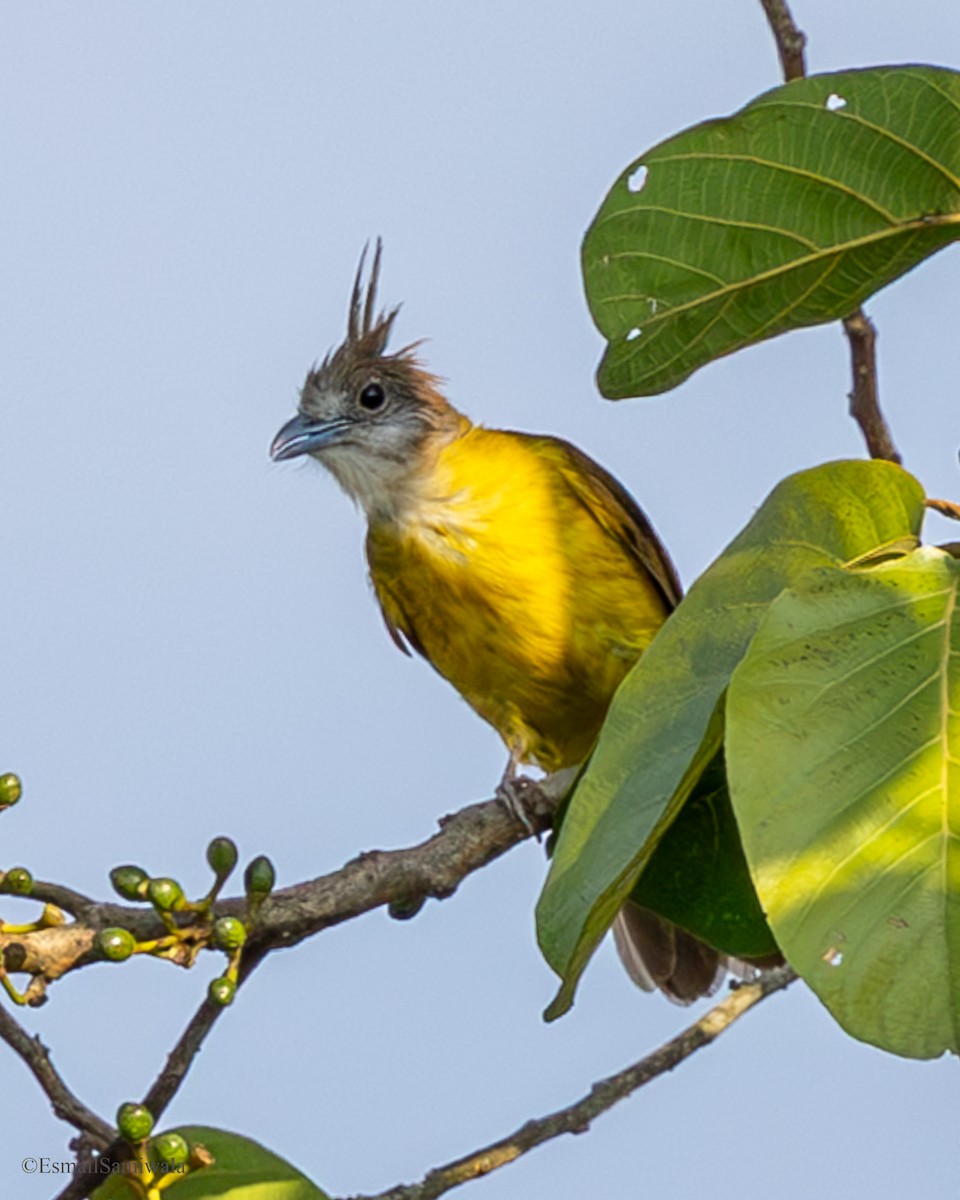 White-throated Bulbul - ML637322171