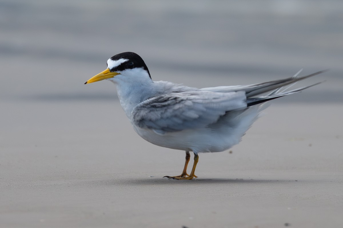 Least Tern - ML637322207