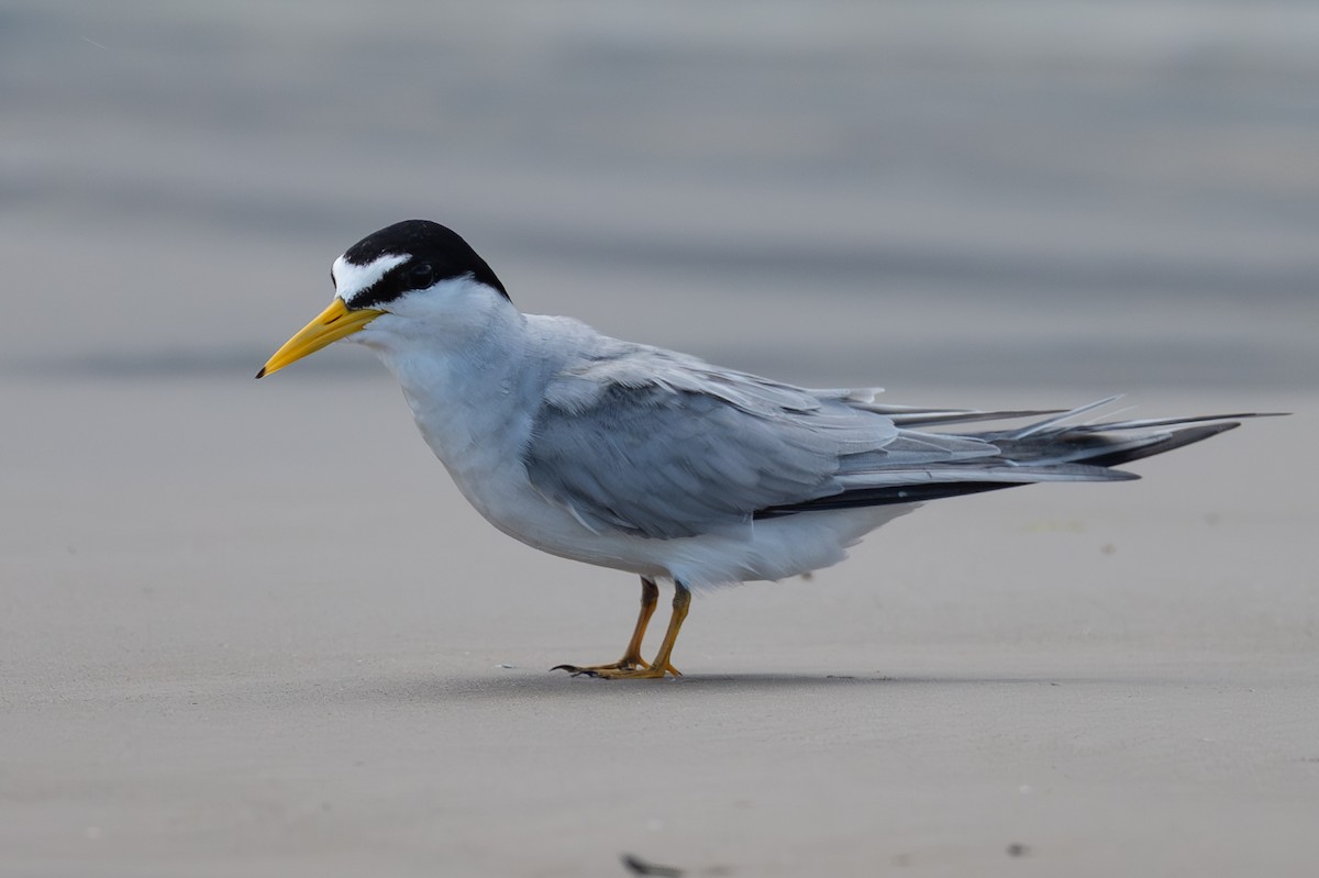 Least Tern - ML637322208