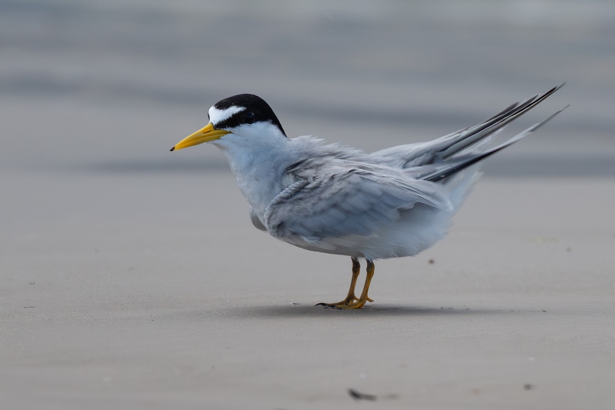 Least Tern - ML637322210