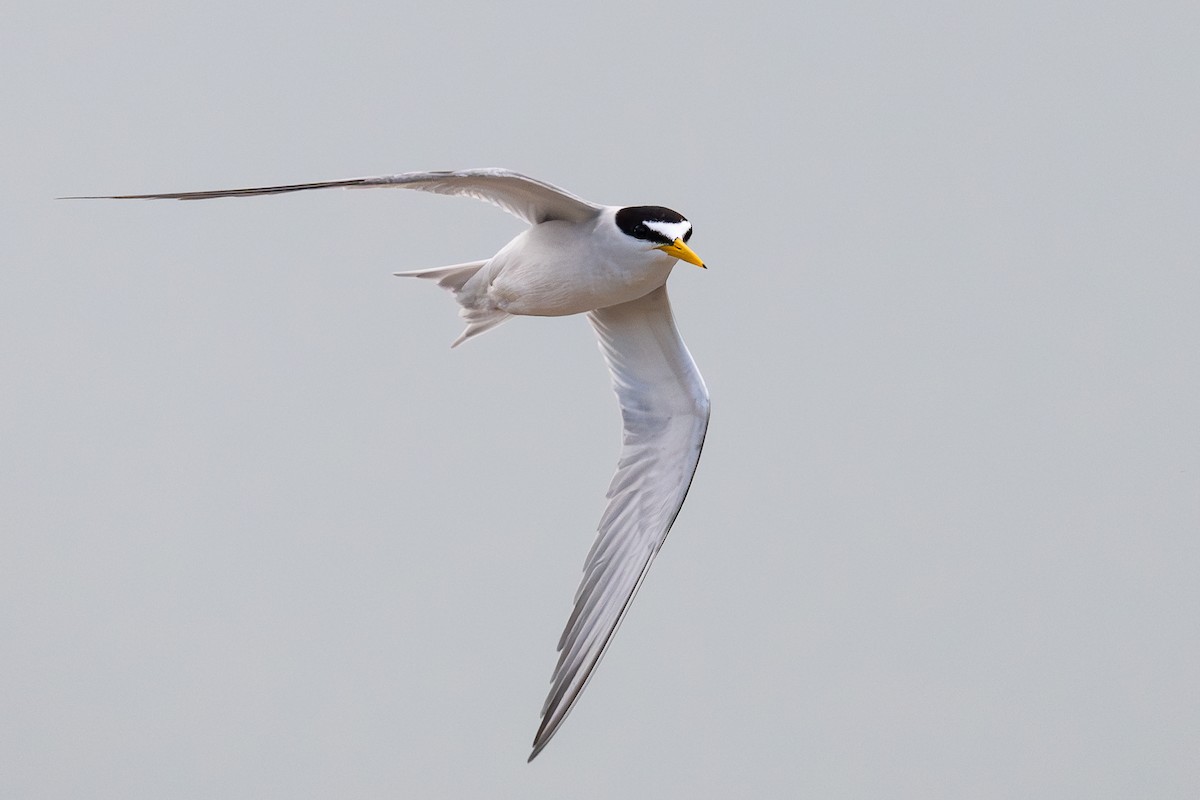 Least Tern - ML637322211
