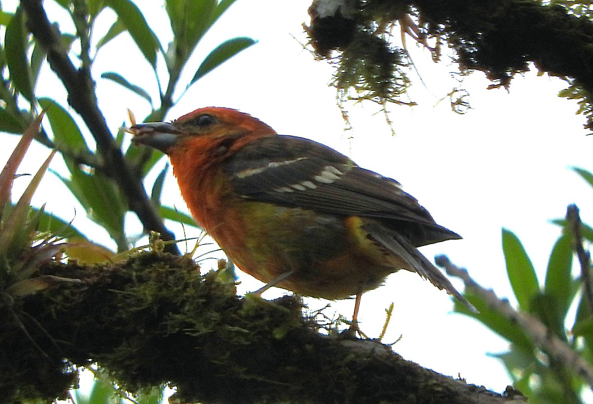 Flame-colored Tanager - ML637322223