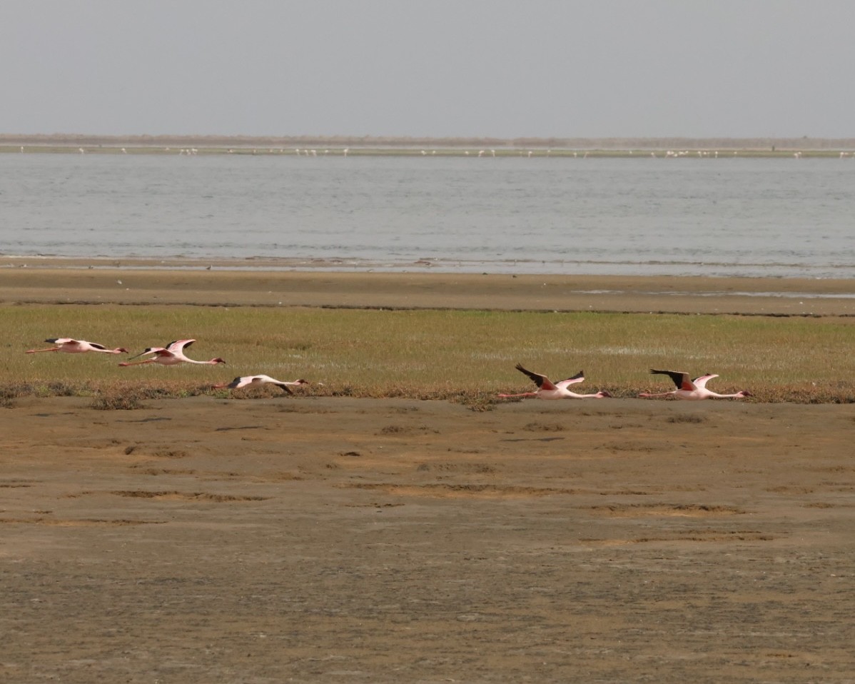 Lesser Flamingo - ML637322237