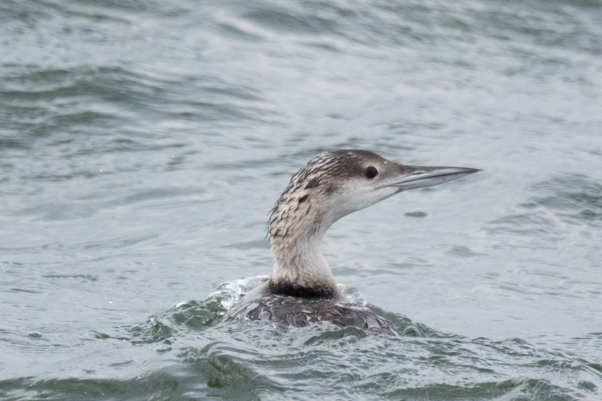 Common Loon - ML637322238
