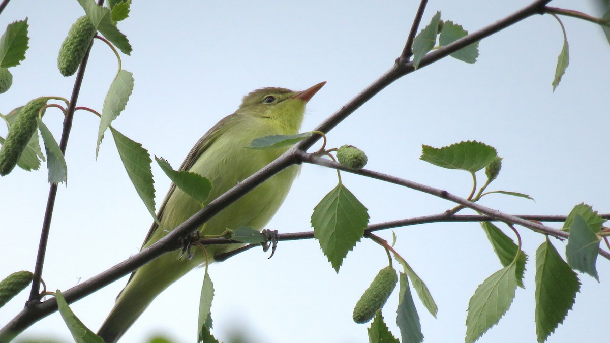 Icterine Warbler - ML637322264