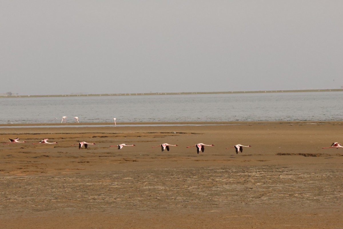 Lesser Flamingo - ML637322265