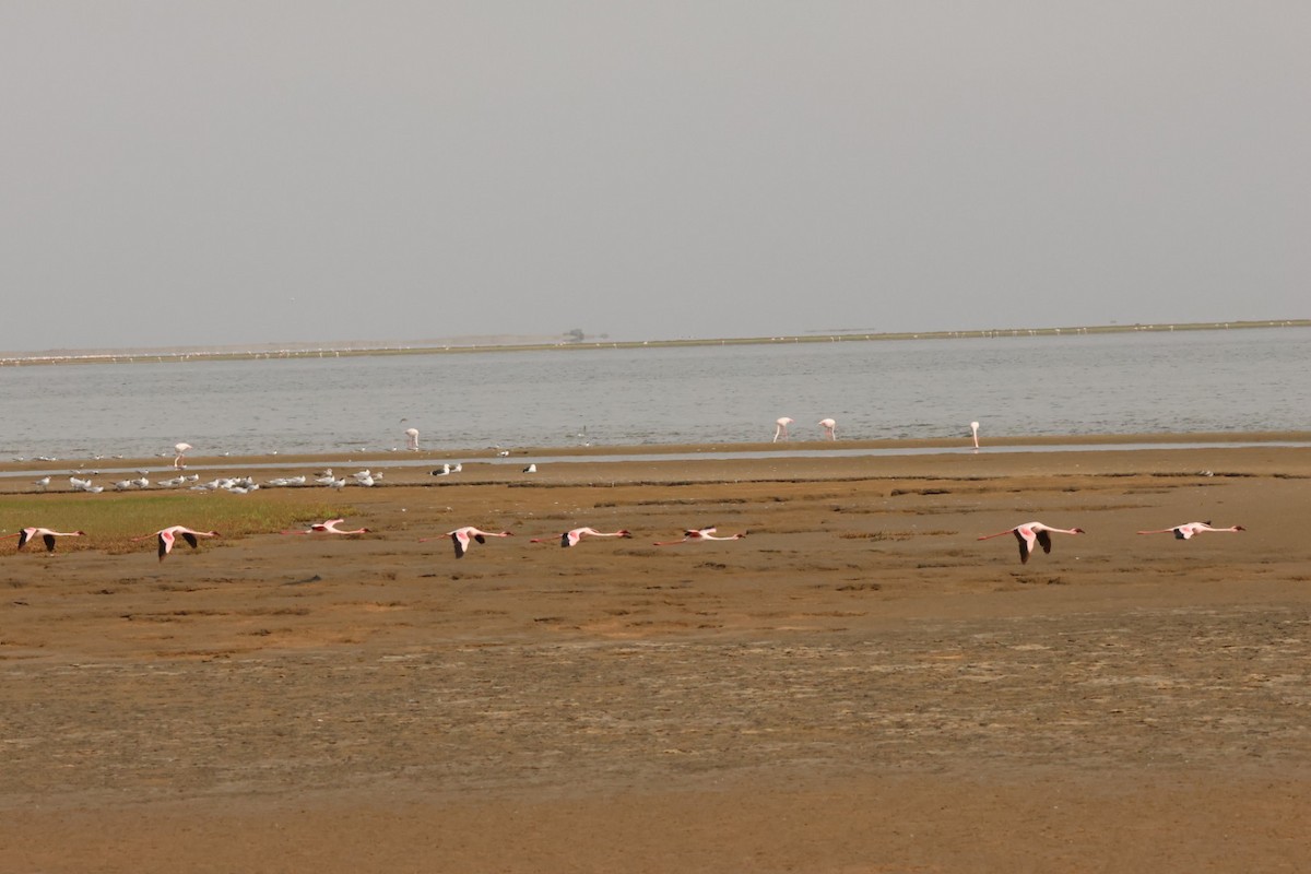 Lesser Flamingo - ML637322266