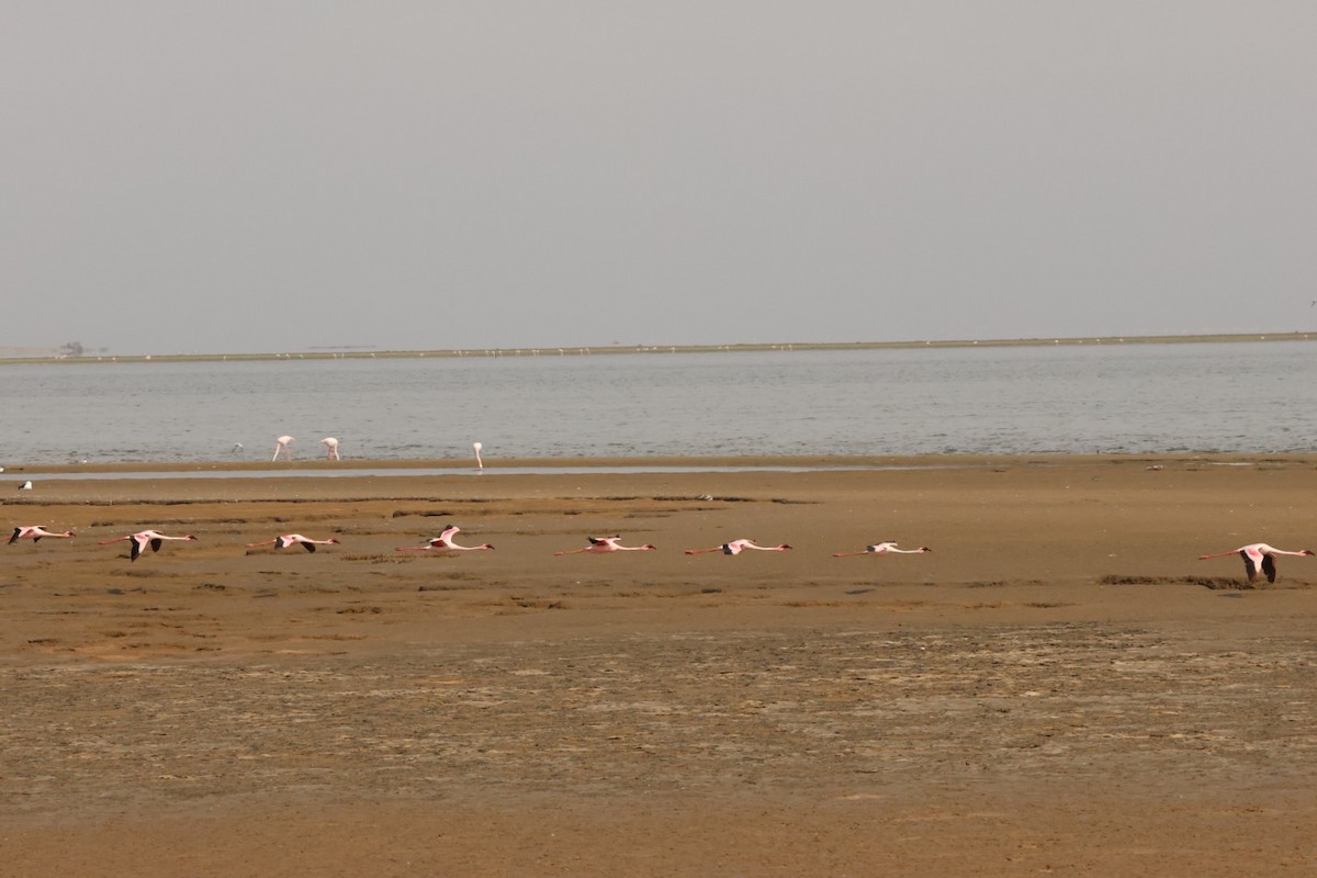 Lesser Flamingo - ML637322267