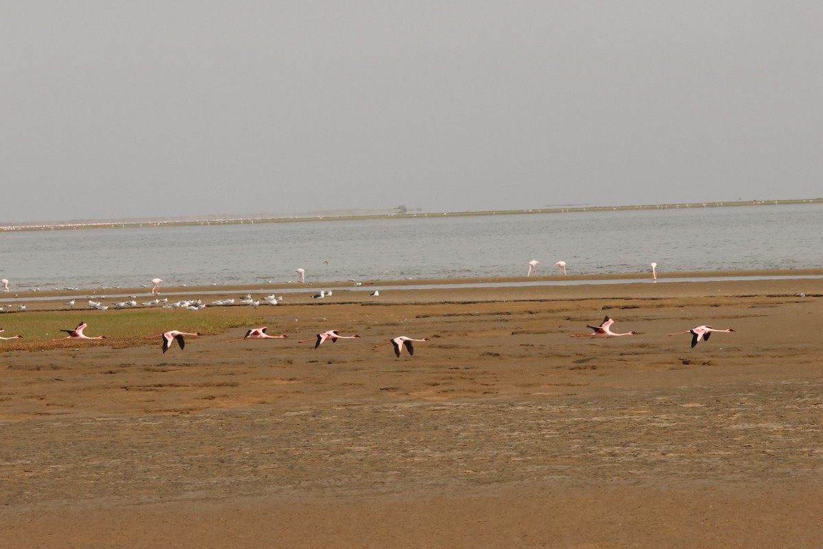 Lesser Flamingo - ML637322270