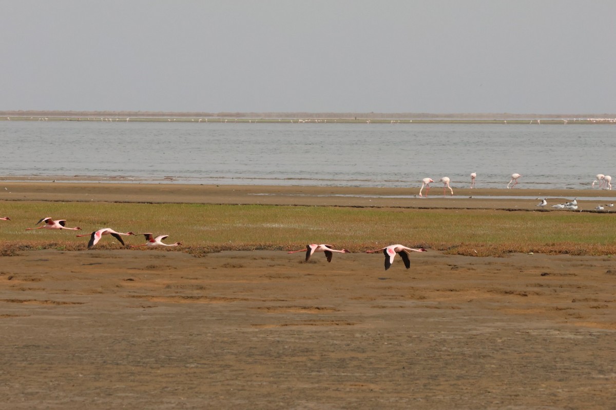 Lesser Flamingo - ML637322272